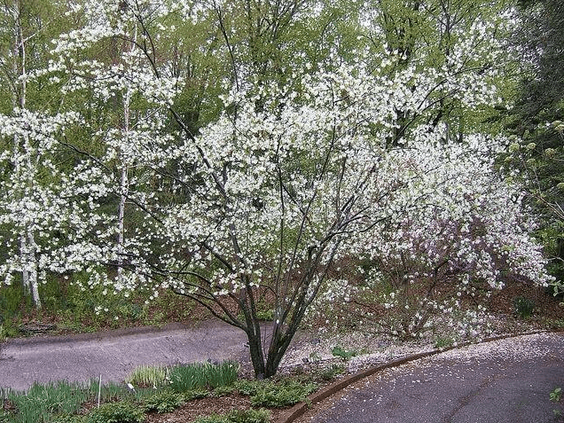 RedCrocus Allegheny Serviceberry Amelanchier Laevis Small Tree Shrub- Attracts Pollinators, Fragrant Blooms, Easy Care, Native