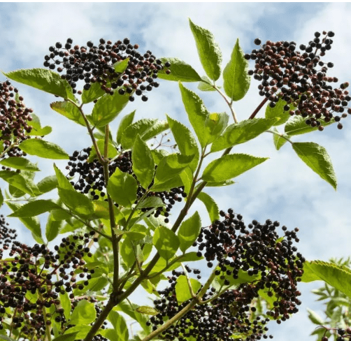 Votaniki York Elderberry - High Yielding Elderberry, Perennial Fruit Plant for Planting | Elderberry (Sambucus Canadensis) Plant- Easy to Grow (1 Pack)