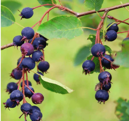 Serviceberry Tree Live Plant 6 to 12 Inches Tall, Serviceberry Plant Live for Planting Serviceberry Bush Shrub