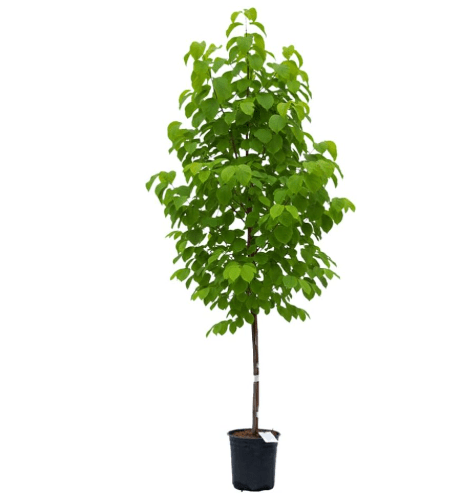 Autumn Brilliance Serviceberry, White Spring Blooms and Red Fall Berries, 2 gal. Nursery Pot, 2–3 ft Tree Height (Ships to 48 States Including CA & AZ)