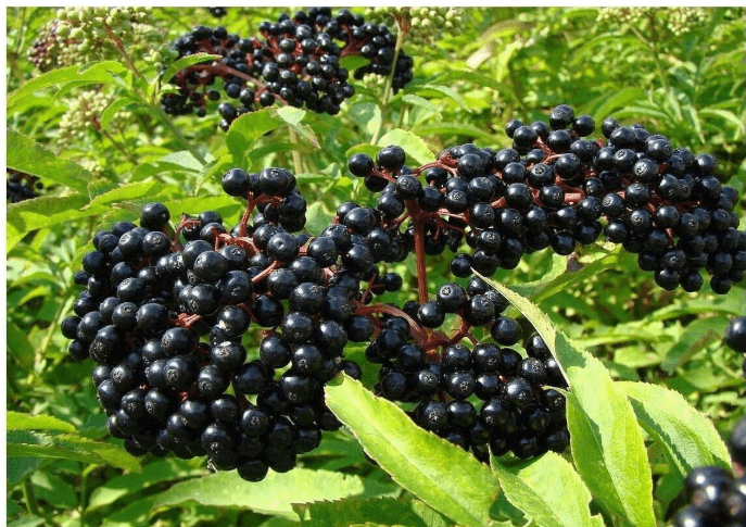 Adams Elderberry Unrooted Cuttings, American Native Black Fruit Bearing Perennial, Fresh Cuttings