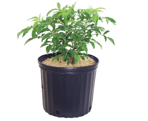 Live Plant from Green Promise Farms - Sambucus Canadensis York (Elderberry), #3 Gallon Size Container, White Flower