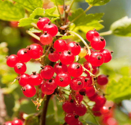 Red Currant Bush Live Plant Well Rooted, 1 Year Bare Root, Red Currant Berry Plant Live, Currant Tree