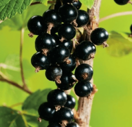 Consort Black Currant Plant Live Well Rooted 5-9" Tall, Edible Black Currant Bush Live Plant, Zones 4 to 8, Currant Berries