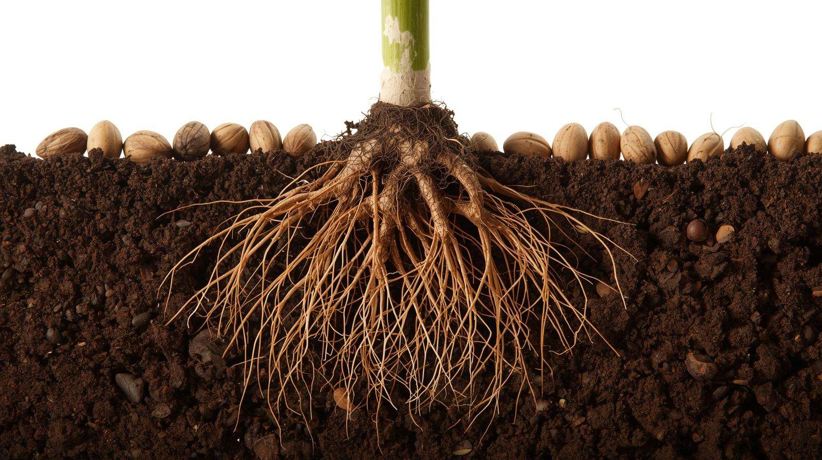 A comparison of the deep root systems of a native plant plug versus fragile germinating seeds.