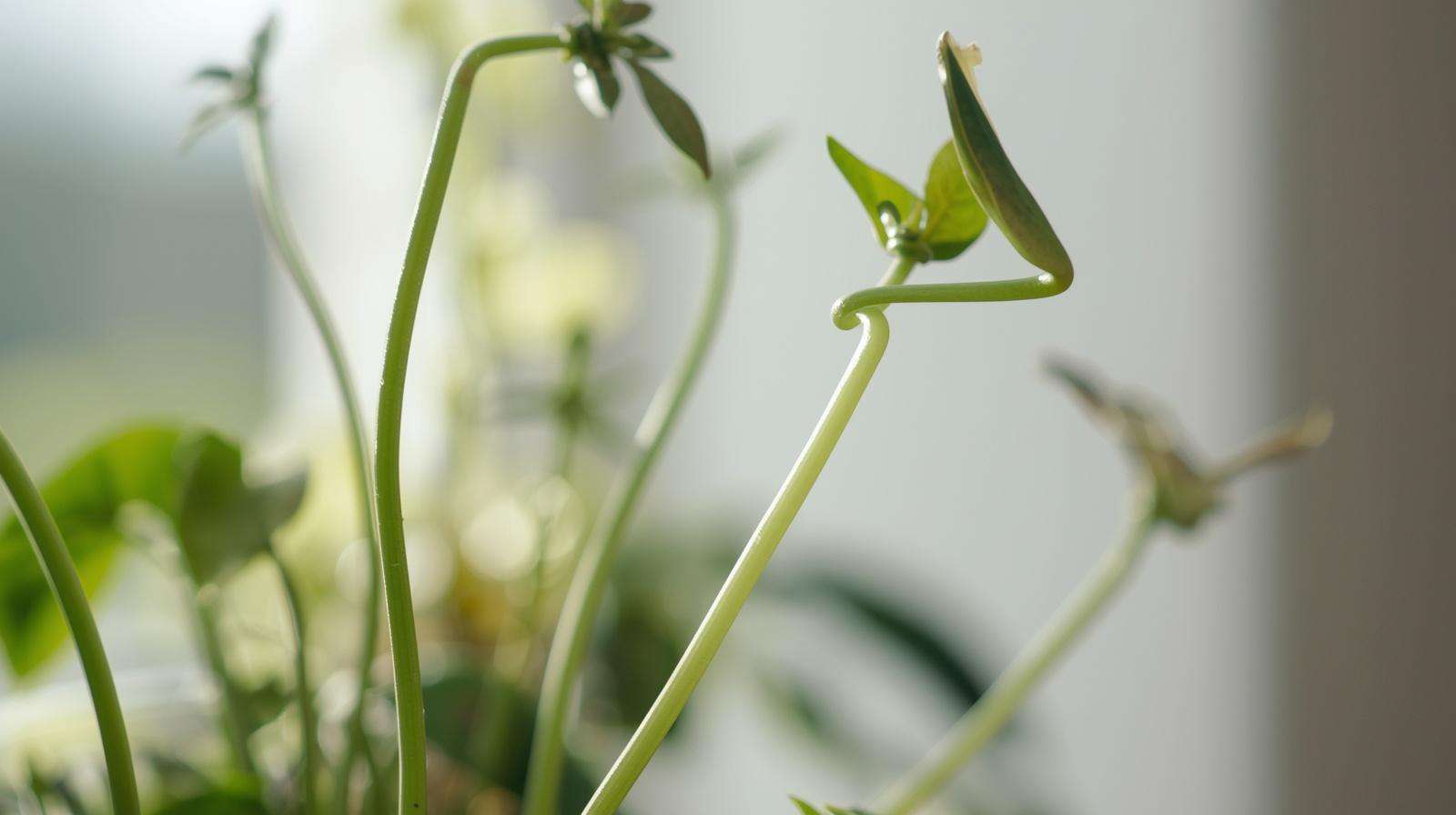Fixing Stretched Leggy Indoor Plants Under Weak Lights