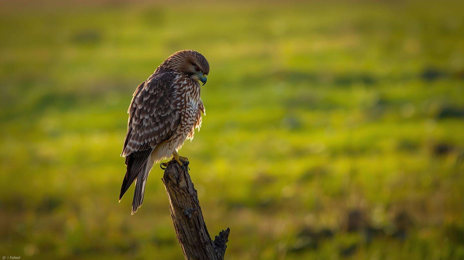 Red-tailed hawk perched on a high tree branch scanning a farm pasture for prey.
