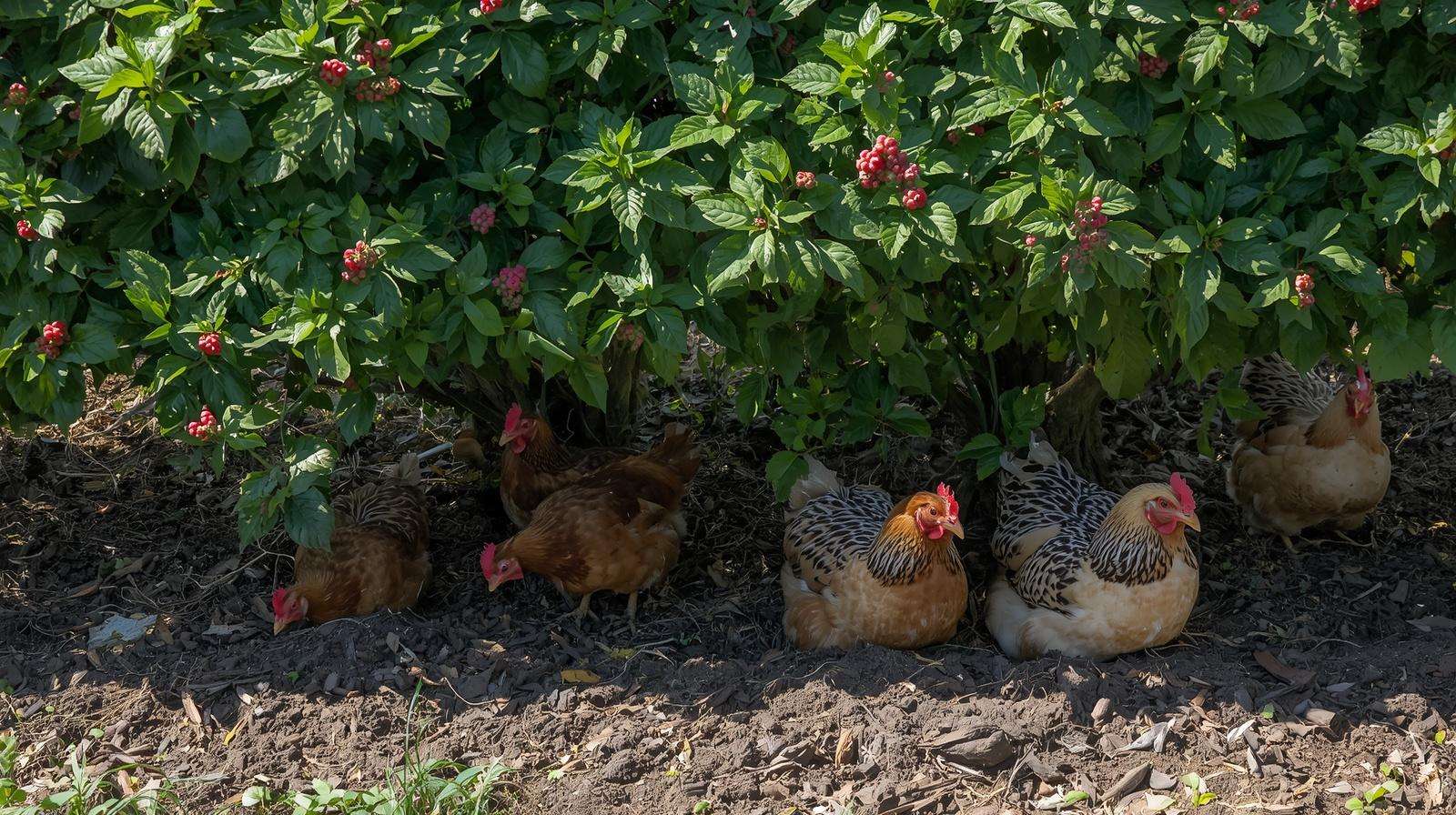 Free-ranging chickens utilizing dense bushes and natural landscaping for safe overhead cover.
