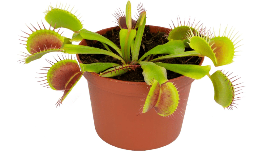 Live Venus Flytrap, Pet Safe Carnivorous Plant, 3" Pot, Non-Toxic Dionaea