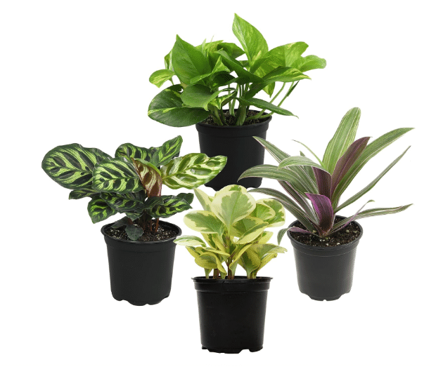 Essential Houseplant Collection (4PK) Live Plants Indoor Plants Live Houseplants in Plant Pots, Easy House Plants Indoors Live, Snake Plant, Pothos in Potting Soil, Clean Air Plants by Plants for Pets