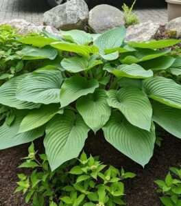 Live Plant from Green Promise Farms - Proven Winners, Hosta Shadowland 'Empress Wu', Violet Flowers - #1 Gallon Size Container - This Plant Does NOT Ship to AZ, CA, HI, ID, MT, NV, OR, PR, UT & WA!!