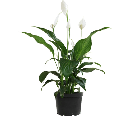 Peace Lily Sympathy Plant, Live Flowering Plants, 6 in. Pot, Air Purifying