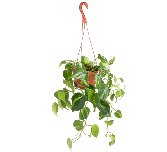 Shop Succulents Brasil Philodenron Heartleaf Hanging Plant, Live Indoor Plant, Easy Care Hanging Ivy Houseplant in Nursery Pot, Air Purifying Plant in Soil, Housewarming, Home Décor, Trails 2-4 Feet