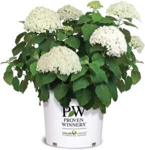 Proven Winners 5 Gal. Incrediball Hydrangea Shrub