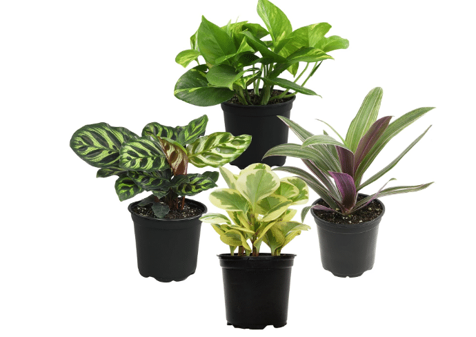 Essential Houseplant Collection (4PK) Live Plants Indoor Plants Live Houseplants in Plant Pots, Easy House Plants Indoors Live, Snake Plant, Pothos in Potting Soil, Clean Air Plants by Plants for Pets