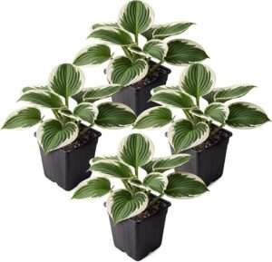 Hosta (4 Pack) - Patriot, Live Shade Perennial, 10" Tall by 4" Wide in 1 Qt Pot