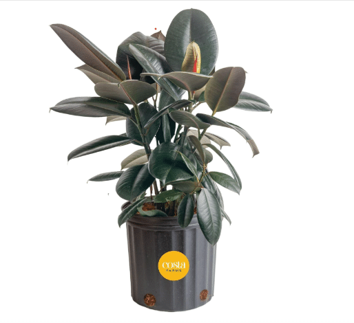Costa Farms Burgundy Rubber, Live Indoor Plant, Easy Care, Home Decor