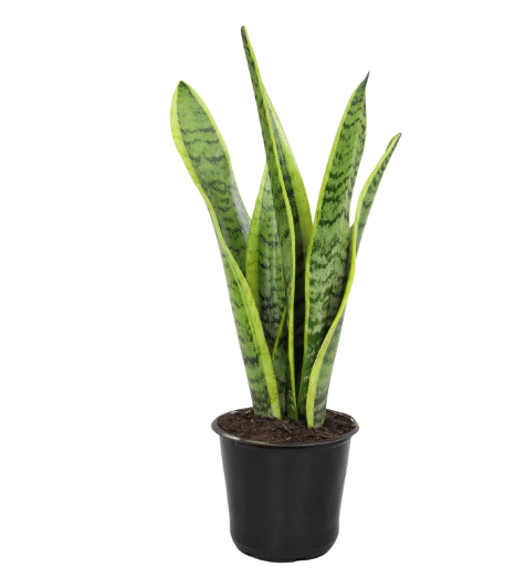 Altman Plants Live Snake Plant (Laurentii), Virtually Indestructible, Easy Succulent Houseplant, 4 in Pot