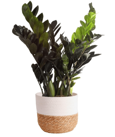 Costa Farms ZZ Plant, Live Indoor Plant, Air Purifying, Easy Care