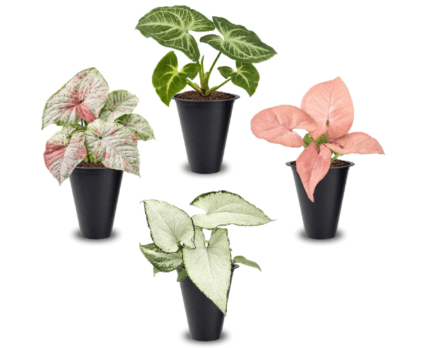 Syngonium Plant Collection (4 Pack) Live Starter Plants, Batik, Holly M, Milk Confetti, Neon Robusta, Rare Indoor Houseplants, Easy Care Arrowhead Vine Plants Live