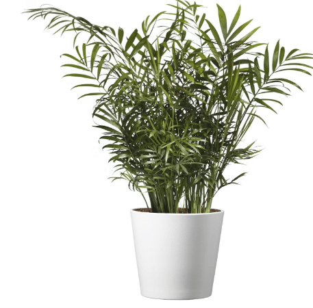 American Plant Exchange Parlor Palm – Live 6-Inch with Pot Cover, Easy-Care Air-Purifying Indoor Palm, Low-Light Tropical Plant for Home, Office, Bedroom & Indoor Décor