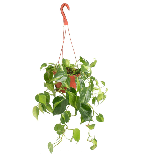 Shop Succulents Brasil Philodenron Heartleaf Hanging Plant, Live Indoor Plant, Easy Care Hanging Ivy Houseplant in Nursery Pot, Air Purifying Plant in Soil, Housewarming, Home Décor, Trails 2-4 Feet