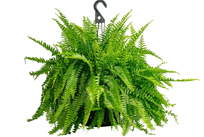 Costa Farms Boston Fern, Live Indoor Plant, Easy Care, Home Decor