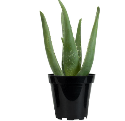 Live Aloe Vera Succulent Plant, Easy Indoor Houseplant, 3.5 in. Grower Pot, Drought Tolerant Succulents, Houseplants for Beginners (10-12" Tall), Natural Skin Care, Office Plant by Plants for Pets