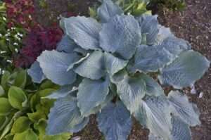 Live Plant from Green Promise Farms - Proven Winners, Hosta Shadowland 'Diamond Lake', Blue Flowers - #1 Gallon Size Container
