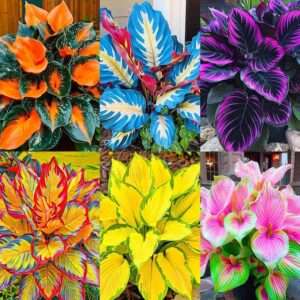185+ Mix Color Hosta Seeds for Planting - Shade Tolerant Perennials Flowers
