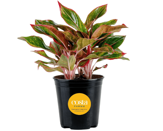 Costa Farms Chinese Evergreen, Live Indoor Plant, Easy Care, Home Decor
