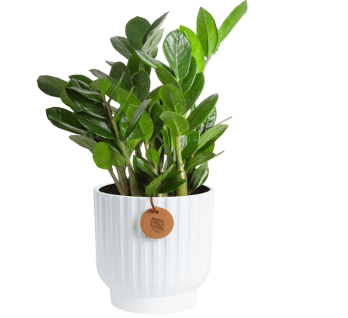 Costa Farms ZZ Plant, Live Indoor Plant, Air Purifying, Easy Care