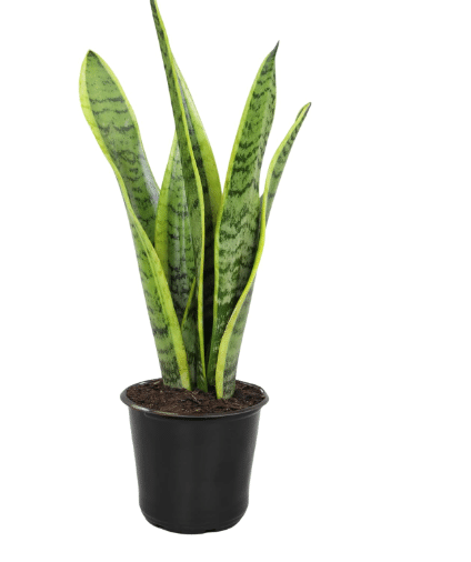 Altman Plants Live Snake Plant (Laurentii), Virtually Indestructible, Easy Succulent Houseplant, 4 in Pot
