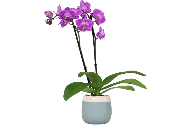 Premium Purple Live Orchid Plant Blooming in 3.5" Blue & White Orchid Pot, Live Plants, Houseplant Gifts, Approx. 16" Tall, Pet Friendly Houseplants, Phalaenopsis Moth Flower by Plants for Pets