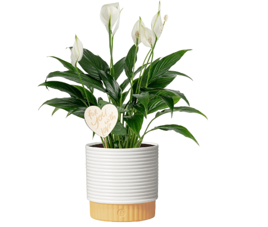 Costa Farms Peace Lily, Live Indoor Plant, Air Purifying, White Flowers