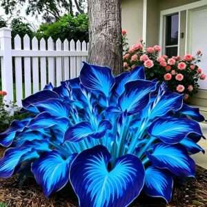 Mixrug 200+ Mixed Hosta Seeds for Planting Outdoors,Giant Hostas Seeds Perennial,Ground Cover Seed Shade Low Maintenance Outdoor Garden
