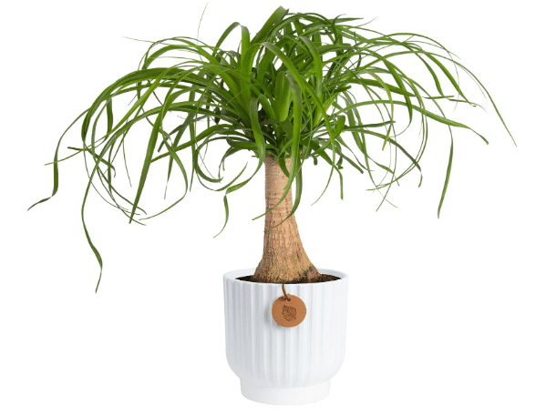 Costa Farms Ponytail Palm, Live Indoor Plant, Tropical Decor, 1-2 Ft. Tall