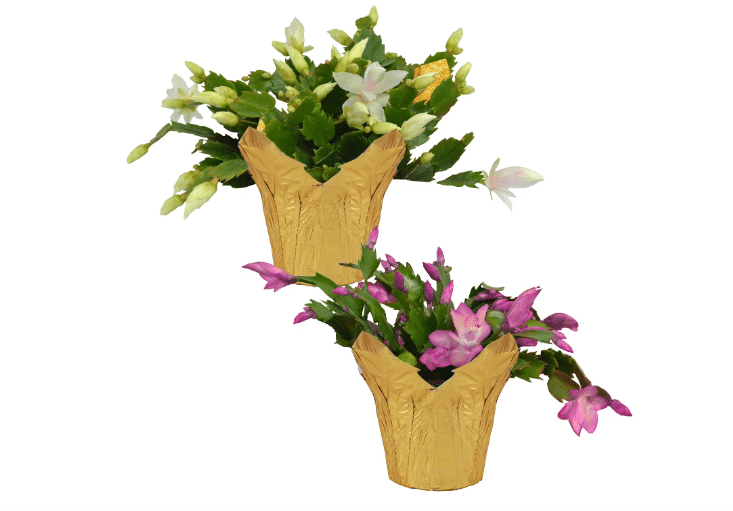Zygocactus (2 Pack) - Assorted Colors, Live Thanksgiving & Christmas Cactus, Seasonal Bloomer - 5" Tall by 5" Wide in 1 Pt Pot with Deco Cover