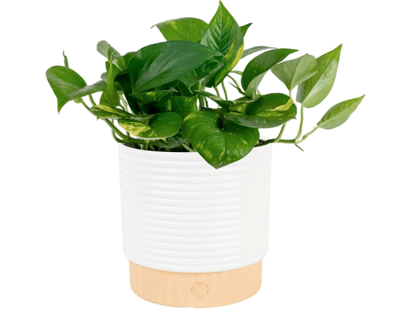Costa Farms Golden Pothos, Live Indoor Plant, Trailing Vine, Air Purifying