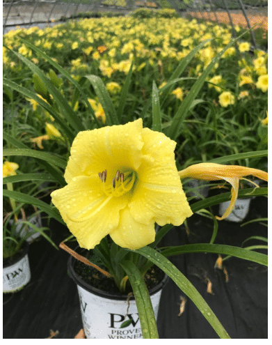 Live Plant from Green Promise Farms - Proven Winners, Hemerocallis Rainbow Rhythm 'Going Bananas' Daylily, Yellow Flowers - #1 Gallon Size Container 
