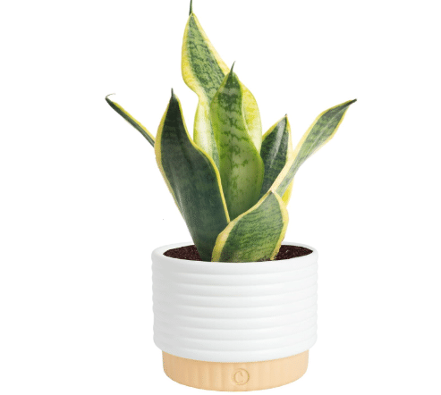 Costa Farms Snake Plant, Live Indoor Plant, Air Purifying, Easy Low Light