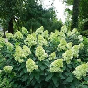 Proven Winners Hydrangea pan. Limelight Prime