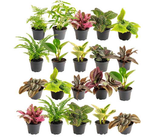 Costa Farms Mini Houseplants, Live Indoor Plant, Easy Care, Home Decor