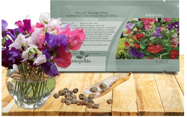 Outsidepride Royal Mix Sweet Pea Seeds - 250 Pcs Annual, Easy to Grow, Vine Seeds for Planting Fragrant, Long-Lasting Flowers with Free-Flowering Habit & Tall Size for Vertical Gardens