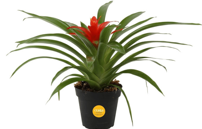 Costa Farms Bromeliad, Live Indoor Plant, Easy Care, Home Decor