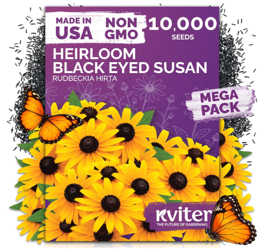 10,000 Black Eyed Susan Heirloom Flower Seeds for Planting, Rudbeckia Hirta