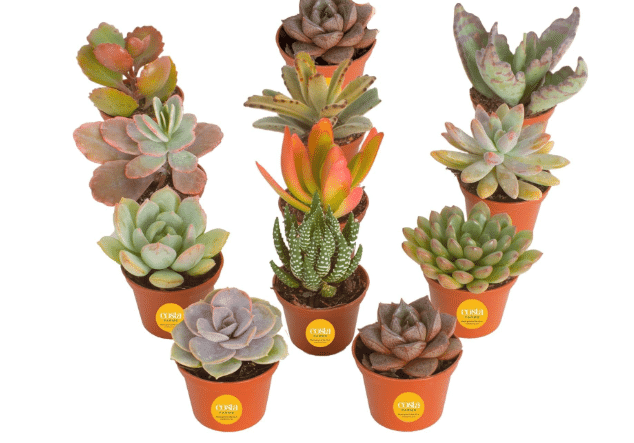 Costa Farms Mini Succulents, Live Indoor Plant, Easy Care, Home Decor