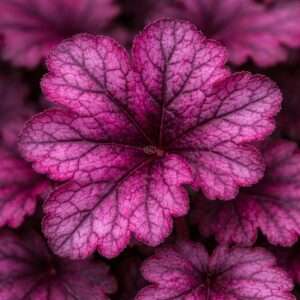 Coral Bells 'Primo Wild Rose', 1-Gallon Pot
