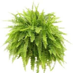 TriStar Plants Boston Fern in 10" Hanging Basket – Nephrolepis exaltata – Lush Air-Purifying Houseplant or Outdoor Shade Plant