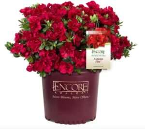 Azalea Encore Autumn Fire (3 Gallon)